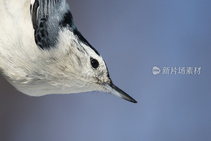 位于Sitta Carolinensis的白胸Nuthatch